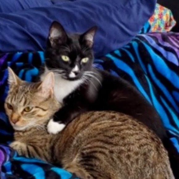 Meet your Poshers Kelli & Melinda - Picture 3 of 3